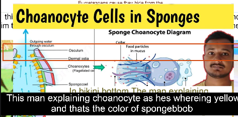 <p>Choanocytes</p>