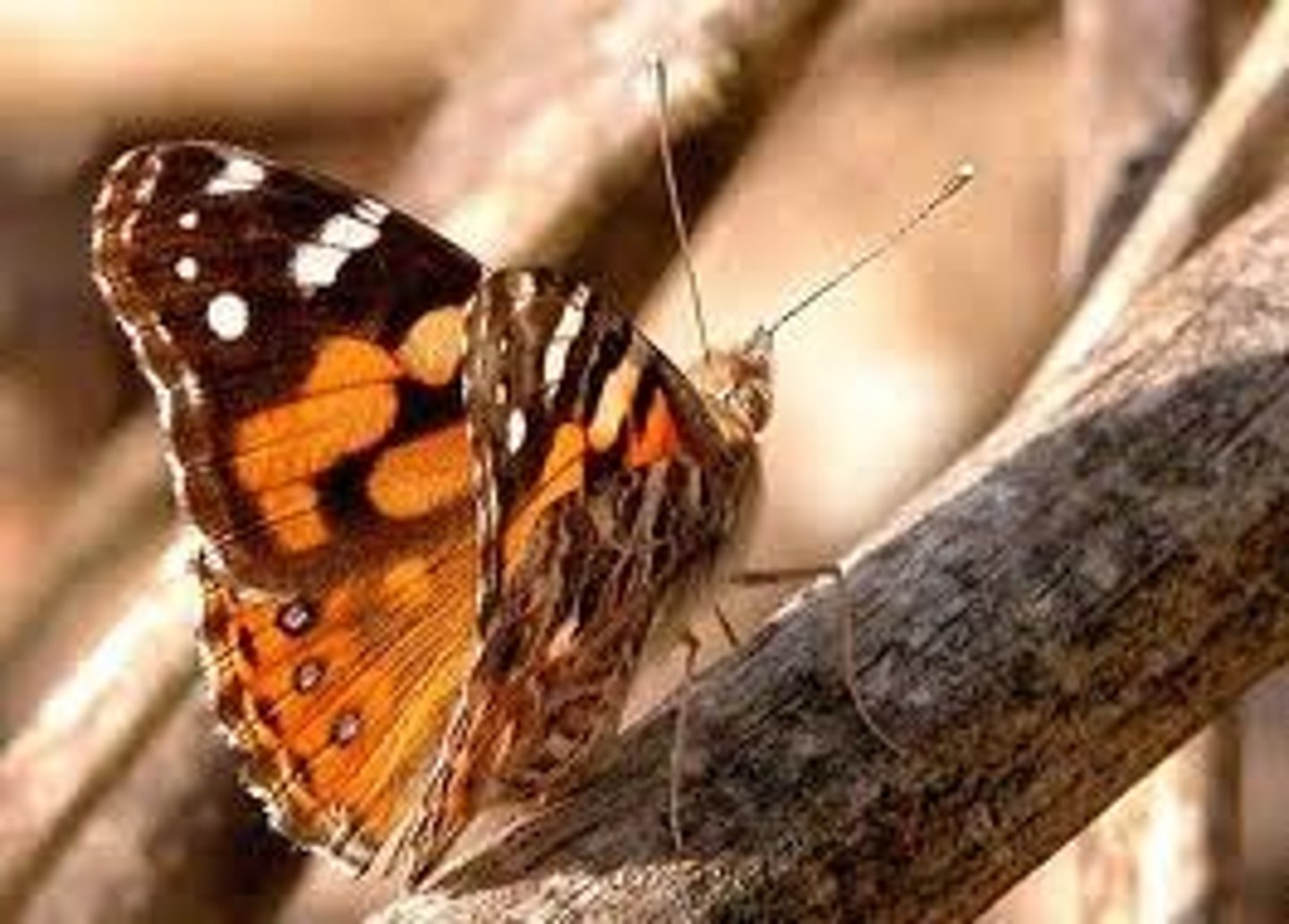 <p>adults have reduced forelegs</p><p>stand only on 4 legs while the other two are curled up</p>