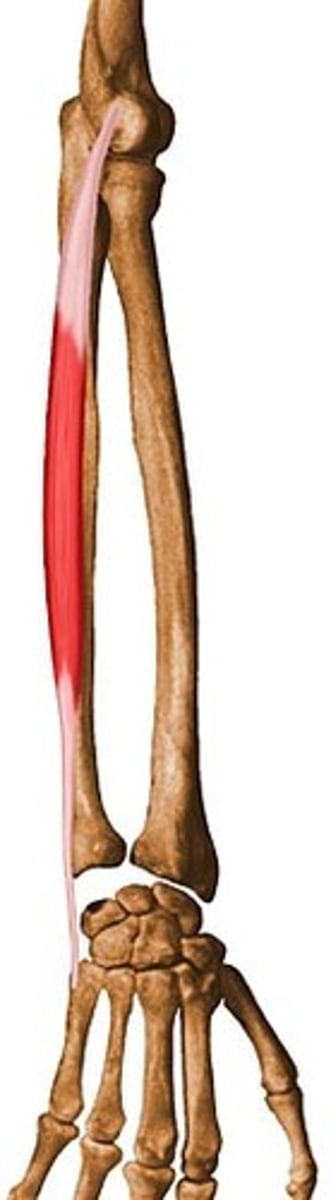<p>Origin:Lateral epicondyle and ulna</p><p>Insertion: Base of 5th metatarsal</p><p>Action: Extends wrist and adducts (Ulnar deviation)</p><p>Innervation: Radial Nerve</p>