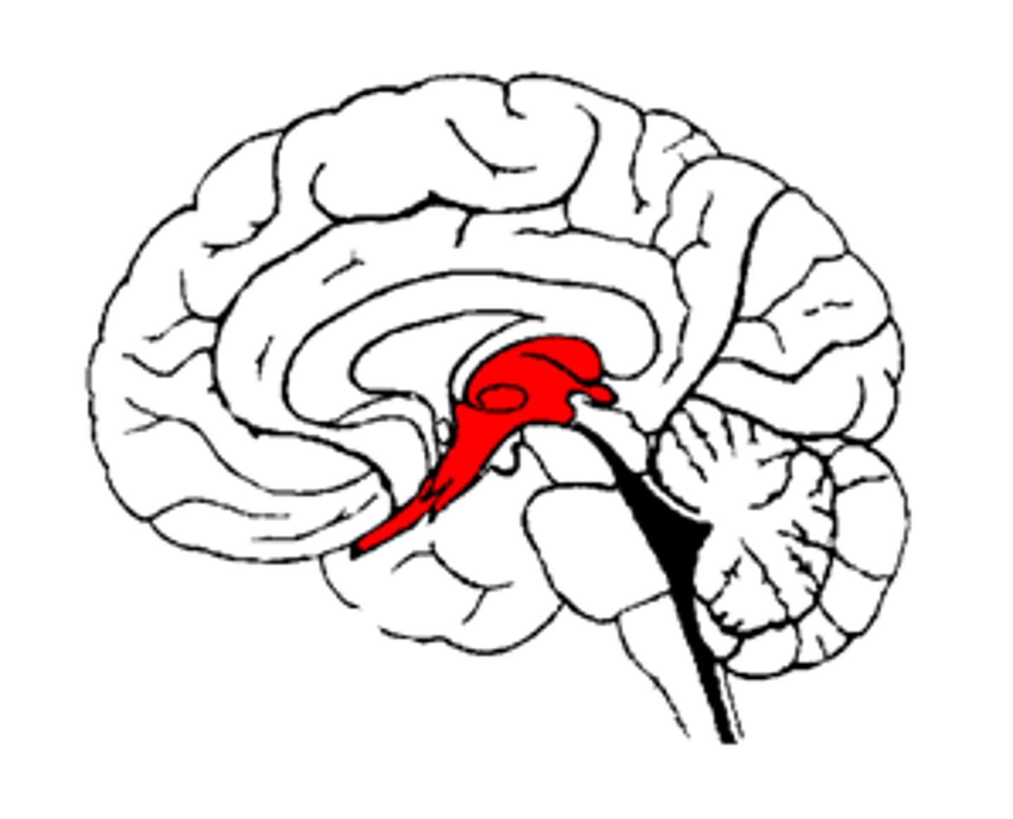 <p>: Thalamus = sensory relay; Hypothalamus = homeostasis control</p>