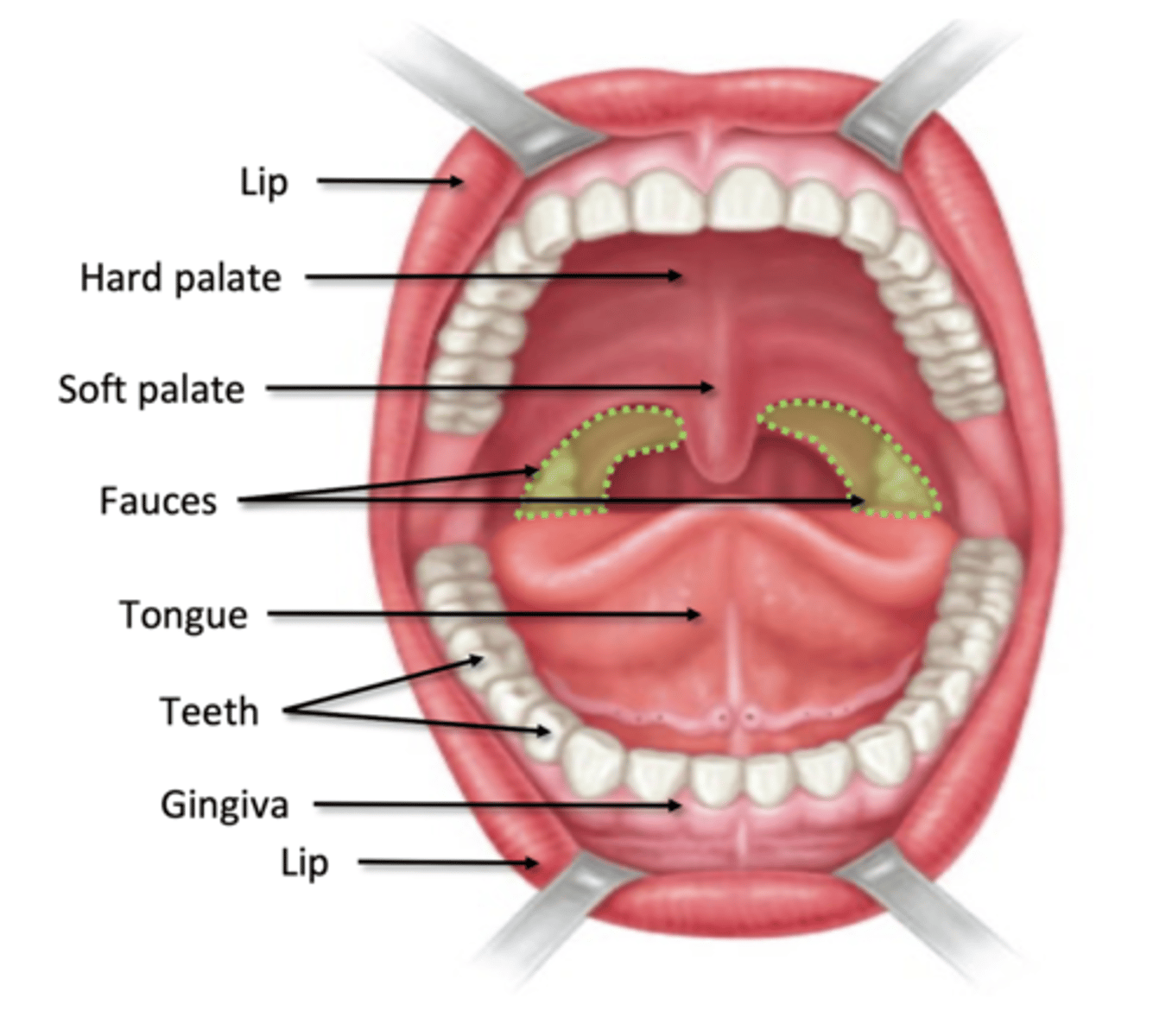 <p>Anterior: lips (labia)</p><p>Lateral: cheeks</p><p>Superior: hard and soft palate</p><p>Inferior: mylohyoid muscle</p><p>Posterior: fauces</p>