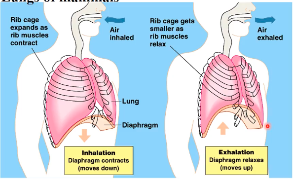 <p>negative pressure breathing</p><ul><li><p>upon inhale, diaphragm contracts (moves downward) = ribcage expands, but “stomach” area is sucked in</p></li><li><p>upon exhale, diaphragm relaxes (moves up)- rib cage smaller</p></li></ul>