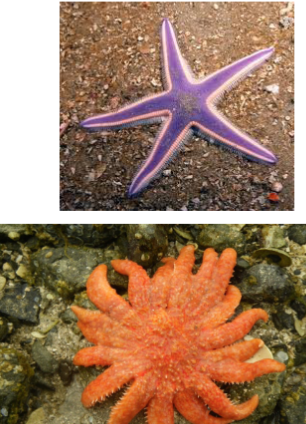 <p>in phylum echinodermata, sea stars, arms from central disk, predators and scavengers, two sexes and external fertilization eggs</p>