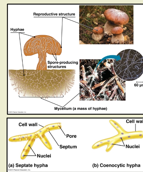 <p><strong>Fungal Morphology</strong> </p><p class="">Fungi exhibit <strong>two main growth forms</strong>:</p><p> </p><ul><li><p class=""><strong>Yeasts</strong>: Unicellular, round or oval-shaped fungi that reproduce by budding or fission (<em>e.g., Saccharomyces cerevisiae</em>).</p></li><li><p class=""><strong>Multicellular fungi with mycelia</strong>: Composed of <strong>hyphae</strong> (thread-like structures) that form a network called <strong>mycelium</strong>, allowing for nutrient absorption and growth (<em>e.g., mold, mushrooms</em>).</p></li><li><p class=""><strong>Cell walls made of chitin</strong>: Provides structural support and protection, similar to arthropod exoskeletons.</p></li><li><p class=""><strong>Hyphae Types</strong>:</p><ul><li><p class=""><strong>Septate hyphae</strong>: Have <strong>cross-walls (septa)</strong> with pores that allow cytoplasm and organelle movement.</p></li><li><p class=""><strong>Coenocytic hyphae</strong>: <strong>Lack septa</strong>, forming a continuous multinucleate cell.</p></li><li><p class="">The storage of starch is stored as glycan.  </p></li></ul></li></ul><p></p>