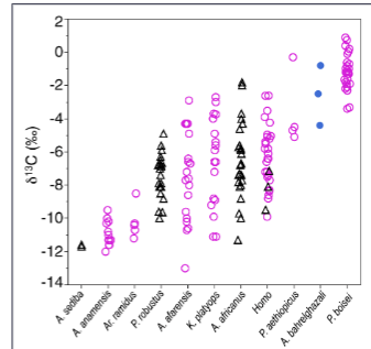 <p>early hominini, australopith and early homo diets</p>