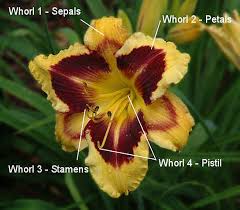 <p><strong><em>circle of plant parts</em></strong><span>; a circular arrangement of three or more similar anatomical parts. </span></p><p><span>Calyx </span></p><p><span>Corolla </span></p><p><span>Androecium </span></p><p><span>Gynoecium </span></p>