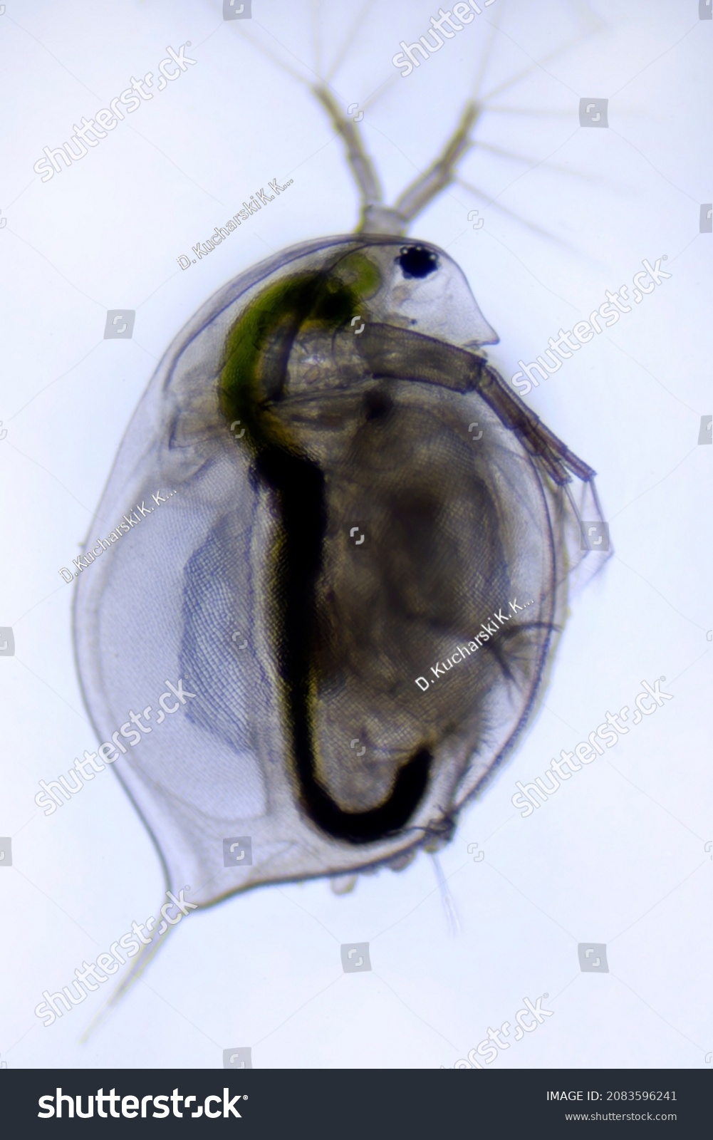 <p>identify the organism </p>