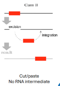 <p>Can just cut and paste themselves</p><p>~3% of human genome</p><p>Transposase binds to transposon, makes loop that cuts it out, inserts loop elsewhere, loop flattens out (gene for transposase on transposon), replicates by jumping during replication</p><p>Can’t jump anymore</p>