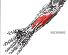 knowt flashcard image