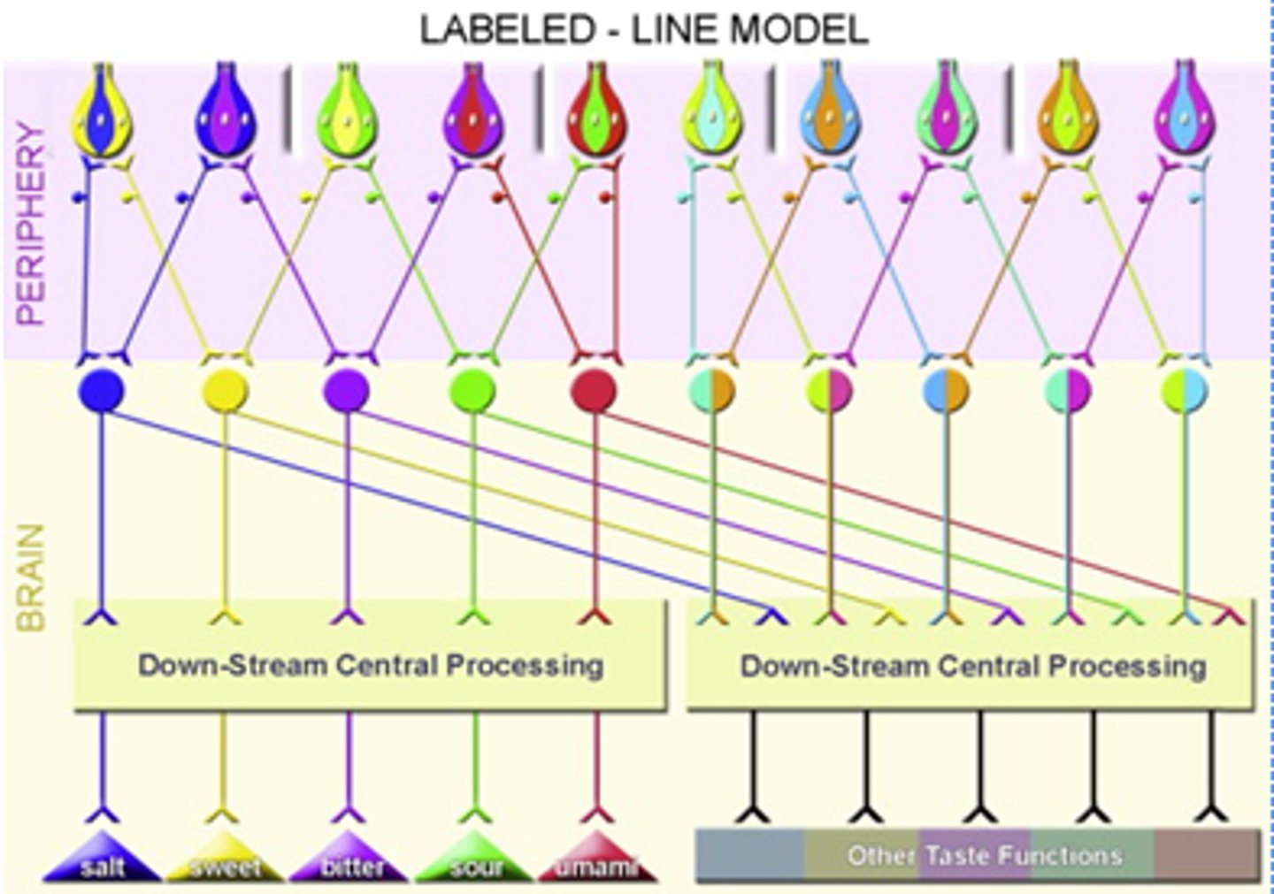 <p>The Labelled lines model says that each axon in a tastebud is separated by cell type, and different cell types' axons never converge or mix.</p>