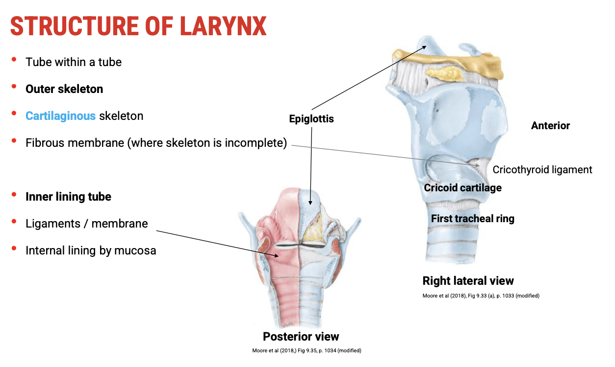 <p><span data-name="ice" data-type="emoji">🧊</span><span><strong>&nbsp;Outer Tube: The Laryngeal Skeleton</strong></span></p><ul><li><p><span><strong>Function</strong>: Provides&nbsp;<strong>shape, support, and protection</strong></span></p></li><li><p><span>Composed of:</span></p><ul><li><p><span><strong>Cartilages</strong>&nbsp;(e.g. thyroid, cricoid, arytenoid, epiglottis)</span></p></li><li><p><span><strong>Fibrous membranes</strong>&nbsp;connecting the cartilages</span></p></li></ul></li><li><p><span>This outer tube forms an&nbsp;<strong>incomplete skeleton</strong>, open&nbsp;<strong>posteriorly</strong>&nbsp;in some regions (e.g. thyroid cartilage).</span></p></li></ul><p>&nbsp;</p><p><span data-name="thread" data-type="emoji">🧵</span><span><strong>&nbsp;Inner Tube: The Functional Core</strong></span></p><ul><li><p><span>Lies&nbsp;<strong>within</strong>&nbsp;the cartilaginous framework and comprises&nbsp;<strong>key structures involved in voice and airway protection</strong>:<br></span><span data-name="bone" data-type="emoji">🦴</span><span><strong>&nbsp;Ligaments and Intrinsic Membranes</strong></span></p><ul><li><p><span>Provide&nbsp;<strong>structural integrity and movement pathways</strong></span></p></li><li><p><span>Anchor the&nbsp;<strong>vocal folds</strong>&nbsp;and shape the&nbsp;<strong>glottis<br></strong></span><span data-name="petri_dish" data-type="emoji">🧫</span><span><strong>&nbsp;Lining and Epithelium</strong></span></p></li><li><p><span><strong>Lined with mucosa</strong>, which is:</span></p><ul><li><p><span><strong>Stratified squamous epithelium</strong>&nbsp;over areas of&nbsp;<strong>high mechanical stress</strong>&nbsp;(e.g. vocal folds, epiglottis)</span></p></li><li><p><span><strong>Ciliated pseudostratified epithelium</strong>&nbsp;in lower-resistance regions (e.g. subglottis)</span></p></li></ul></li><li><p><span>Mucosa is vital for&nbsp;<strong>hydration, protection</strong>, and&nbsp;<strong>vocal fold vibration</strong></span></p></li></ul></li></ul><p>&nbsp;</p><p><span data-name="bullseye" data-type="emoji">🎯</span><span><strong>&nbsp;Functional Significance</strong></span></p><ul><li><p><span>This&nbsp;<strong>dual-tube structure</strong>:</span></p><ul><li><p><span>Maintains&nbsp;<strong>structural flexibility</strong>&nbsp;and&nbsp;<strong>movement capacity</strong></span></p></li><li><p><span>Supports&nbsp;<strong>fine control of airflow and vocal fold tension</strong></span></p></li><li><p><span>Allows for&nbsp;<strong>phonation</strong>,&nbsp;<strong>breath control</strong>, and&nbsp;<strong>airway protection</strong></span></p></li></ul></li></ul><p>&nbsp;</p><p><span data-name="baby" data-type="emoji">👶</span><span><strong>&nbsp;Clinical Relevance to Robert</strong></span></p><ul><li><p><span>Disruption in&nbsp;<strong>any layer</strong>&nbsp;(e.g. cartilage, membranes, mucosa) may affect:</span></p><ul><li><p><span><strong>Voice quality</strong></span></p></li><li><p><span><strong>Airway patency</strong></span></p></li><li><p><span><strong>Sensitivity of the larynx</strong>, impacting protective reflexes and phonation</span></p></li></ul></li></ul><p></p>