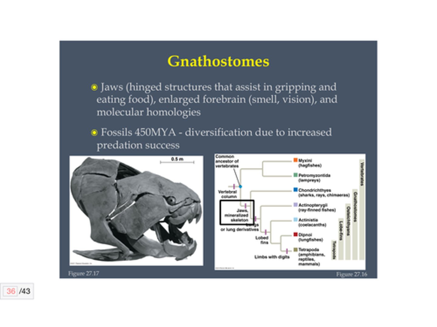 <p>-Jaws (derived from cartilaginous gill-arch supports)</p><p>-teeth</p><p>-bone (derived from the mesoderm) providing a rigid endoskeleton.</p>