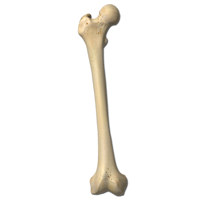 <p>What are the ends of the long bone called? What about the middle part?</p>