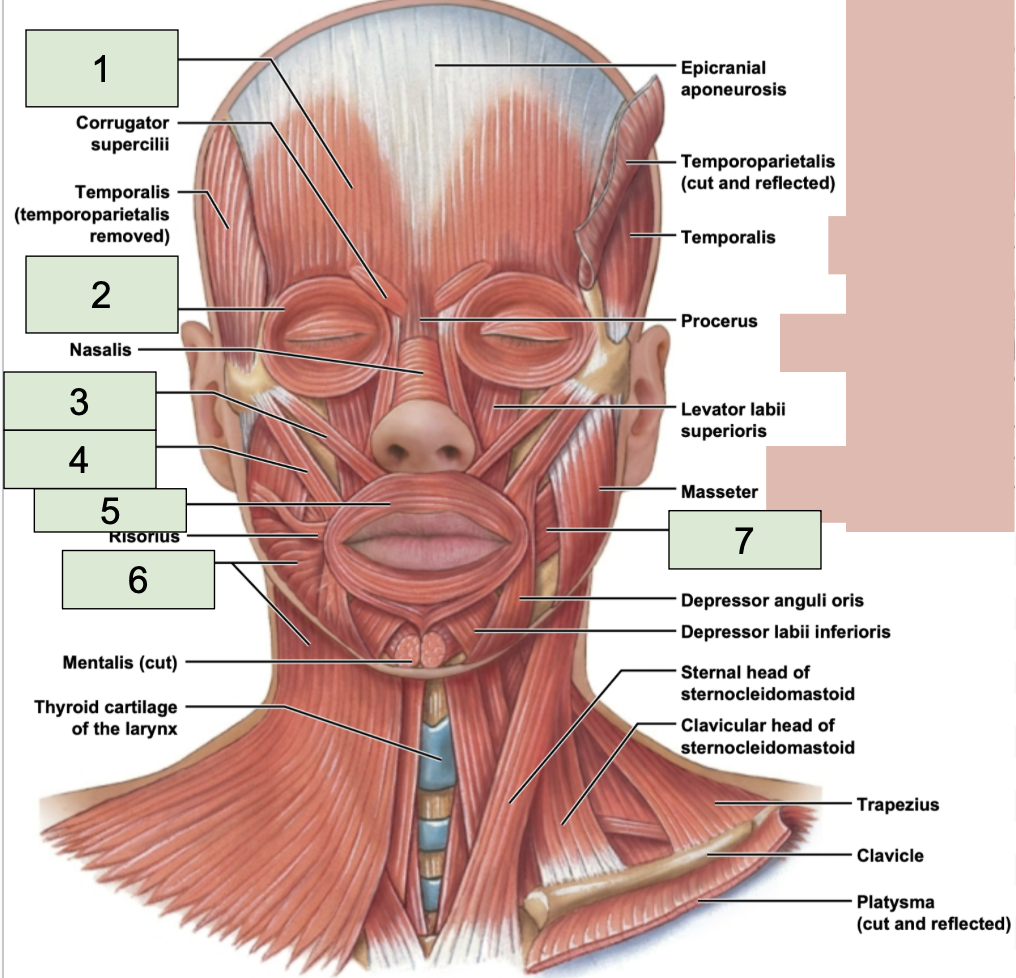 <p><span style="background-color: transparent;"><span>located from the forehead over top of the head to the back (1)</span></span></p>