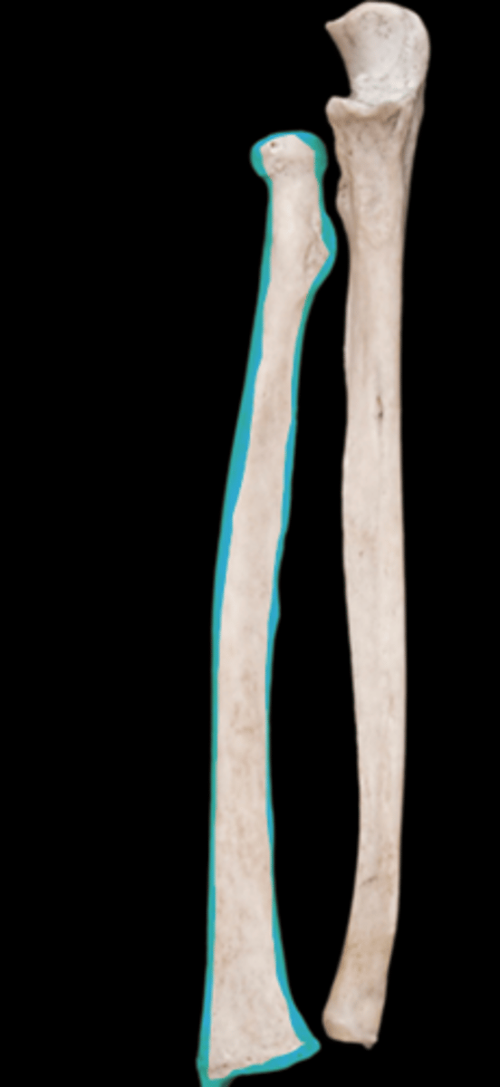 <p>name the bone</p>