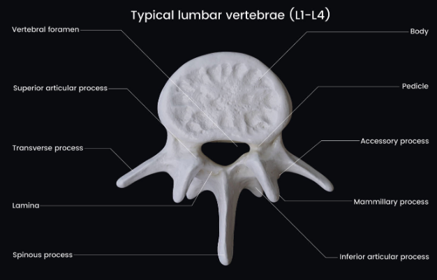 <ul><li><p>5 vertebrae</p><ul><li><p>Inferior articular process</p></li><li><p>Superior articular process</p></li></ul></li></ul><p></p>