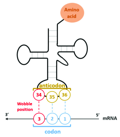 <p>a sequence located at one end of a tRNA molecule<span>, which is complementary to a corresponding codon in a mRNA sequence</span></p>