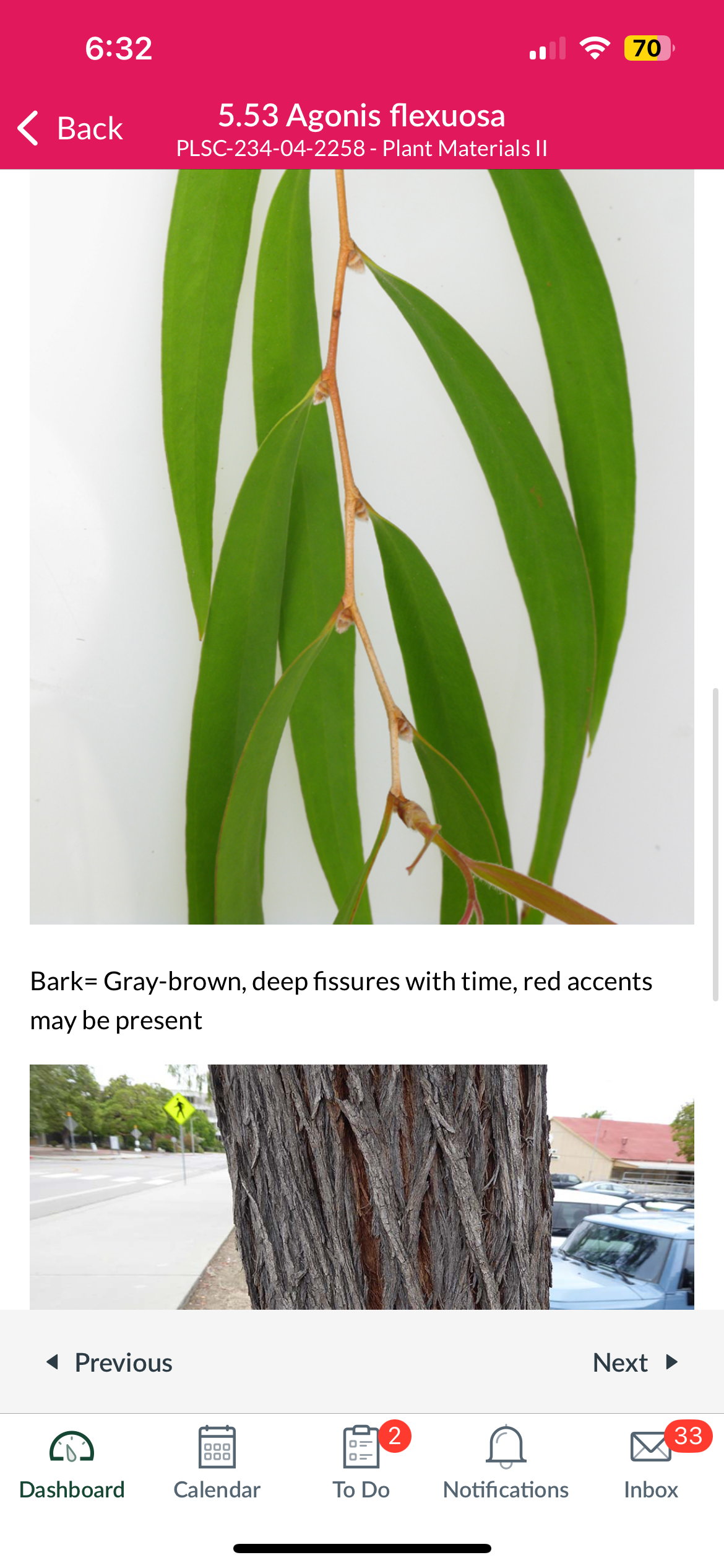 <p>Willow peppermint</p>