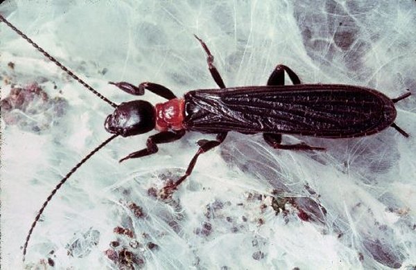 <p>Females spin silk from glands in their enlarged front tarsi.</p>