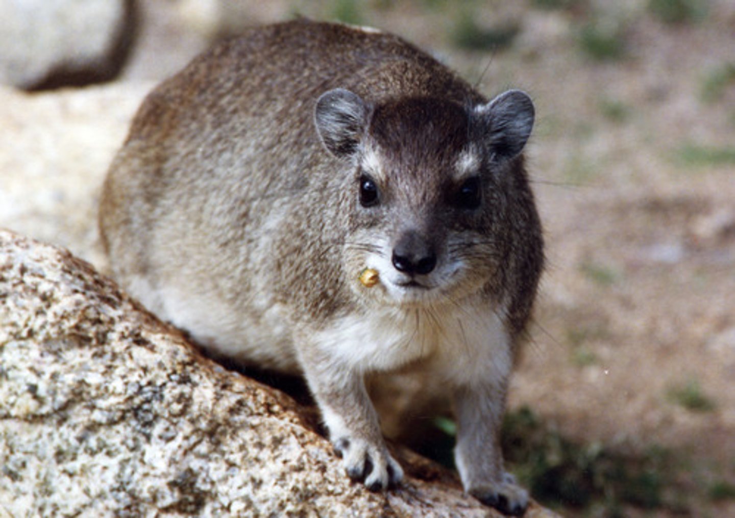 <p>hyraxes or dassies (6 species)</p><p>•2 long, continuously growing upper incisors</p><p>•4 chisel-like lower incisors</p><p>•4 digits on forelimbs (1 nonfunctional), 3 digits on hindlimbs</p><p>•hooves with soft elastic pads on each functional digit</p><p>•Ethiopian region</p>