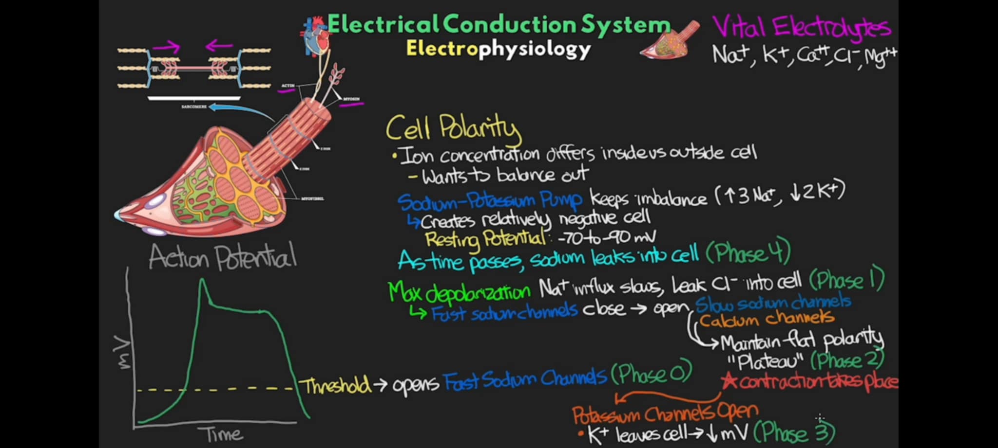 <p>what phase of action potential occurs when there is now an open K channels that allow K to leave the cell, resulting in quick drop on polarity (mV) of the cell, making the cell more negative inside.</p>