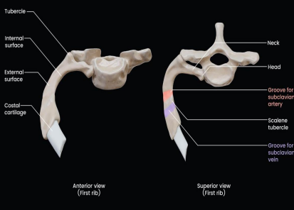 <p>_______ important because of its relation to the <strong>lower nerves</strong> of <em>brachial plexus </em>and _______ artery and vein</p>