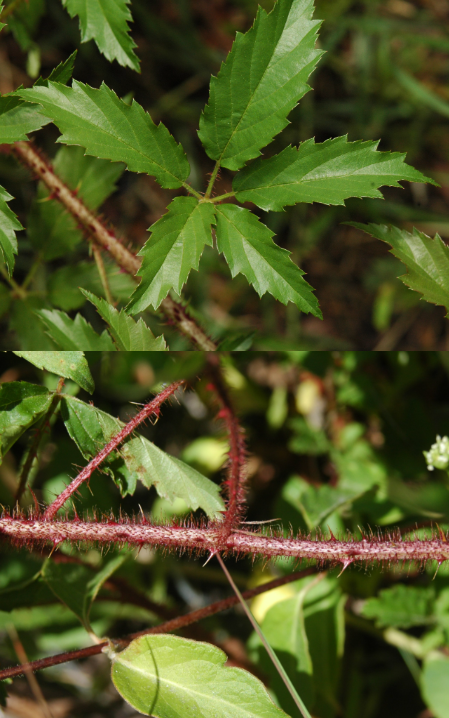 <p>What is the growth form of the following plant species?</p>