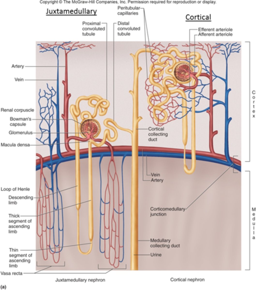 <p>juxtamedullary</p>