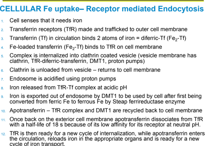 <p>DMT1; converted from Ferric Fe to Ferrous Fe by Steap 3 ferrireductase enzyme </p>