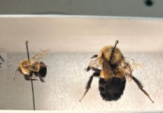 <p>Name the family, common name for the genus, and a diagnostic feature for this genus</p><p></p><p></p>