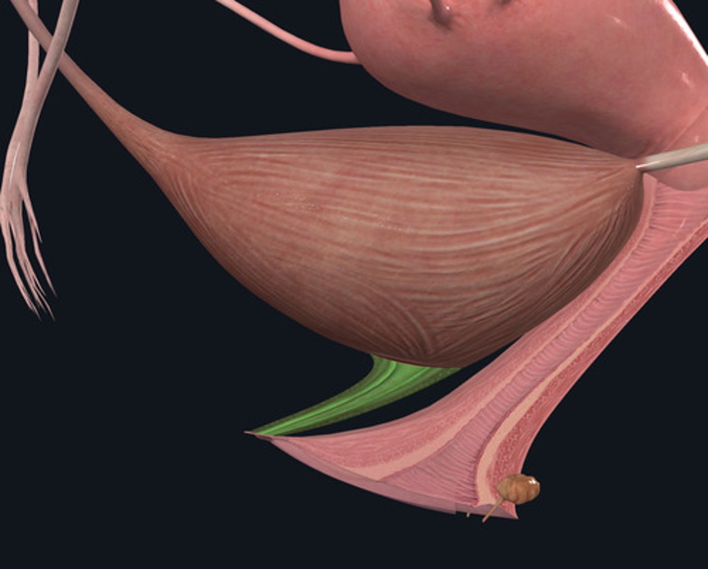 <p>ID Structure Highlighted Green</p>