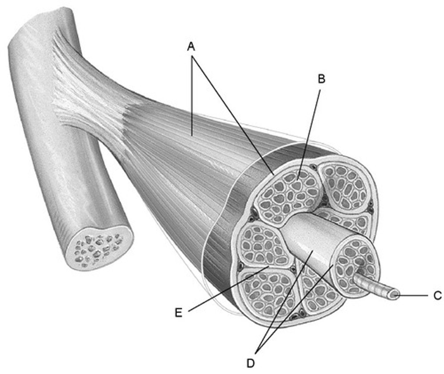 <p>-Thin sleeve of loose connective tissue that surrounds each muscle fiber​</p><p>-B</p>