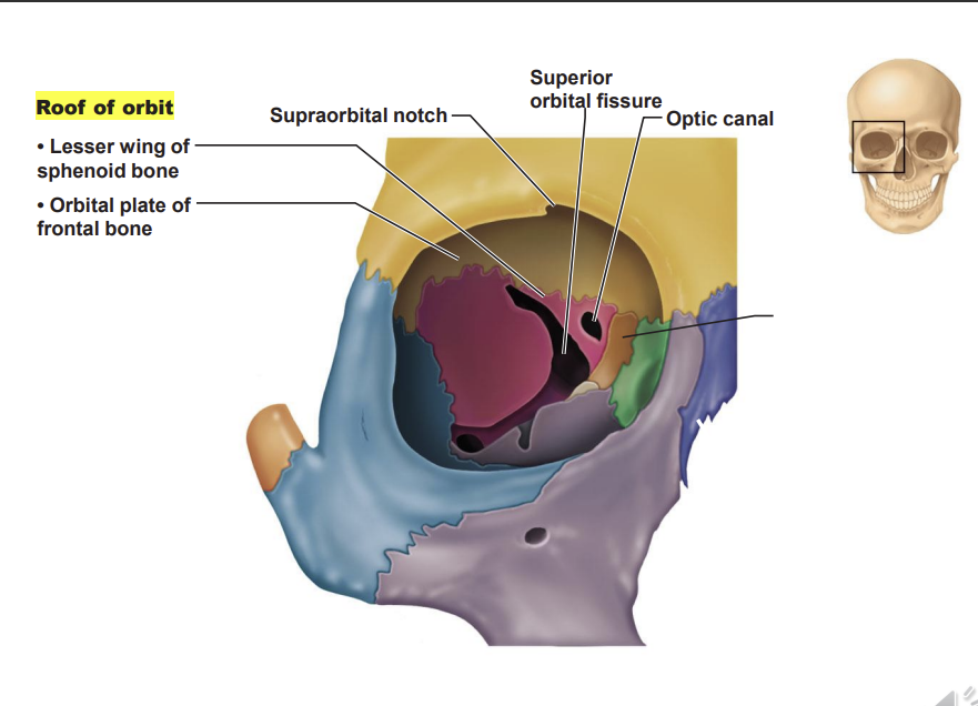 <p>superiorly - orbital plate of the frontal bone</p><p>slit like structure - superior orbital fissure found in the lesser wing of the sphenoid bone, in the sphenoid bone there is another foramen - optic canal - where the optic nerve enters the retina of the eye</p>