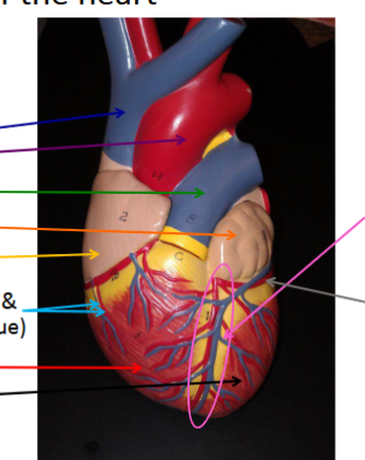 <p>light blue - what is the red artery and what is the blue vein</p>
