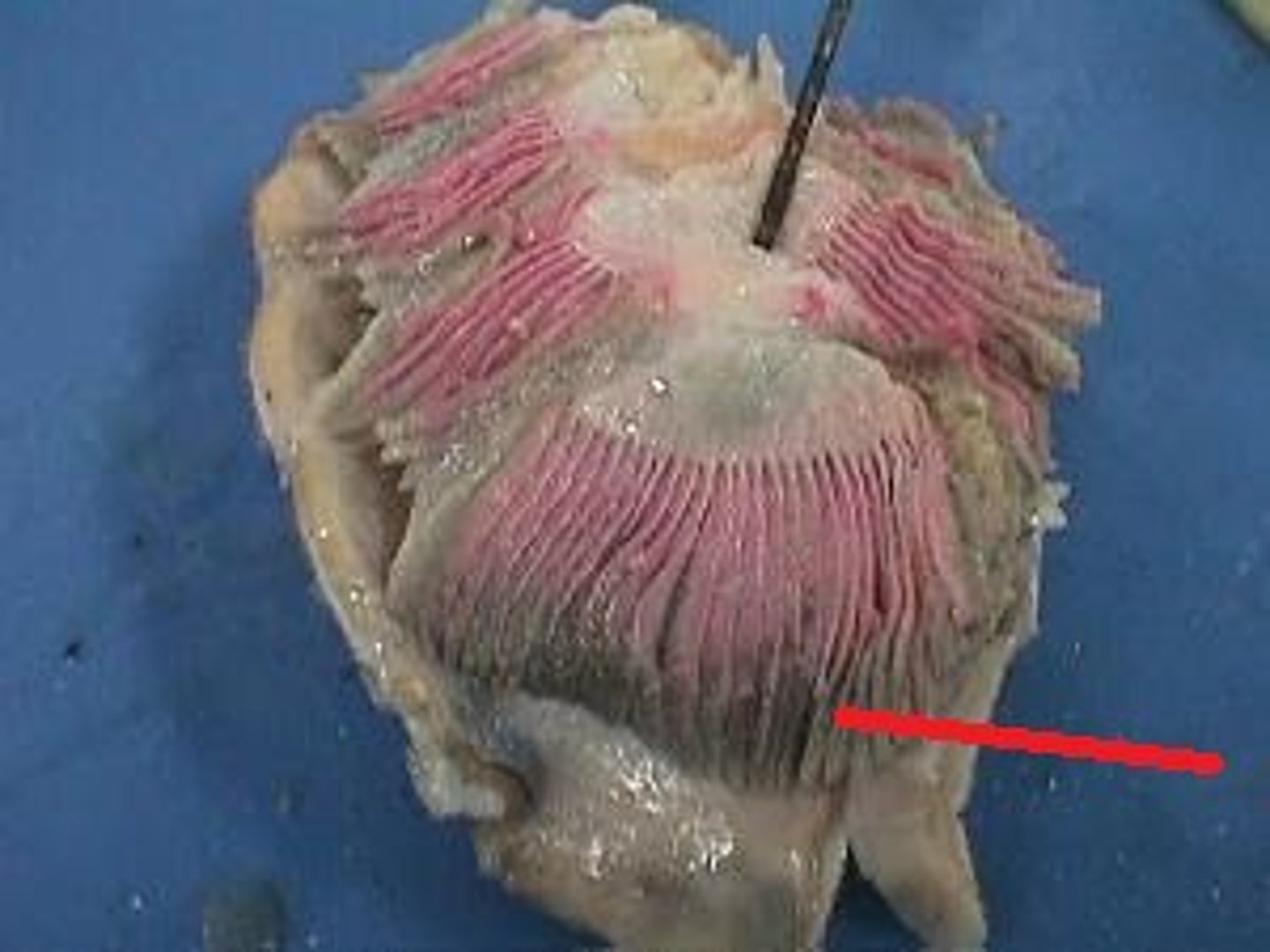 <p>Primary site of gas exchange with water — Feathery structures extending from gill arches</p>