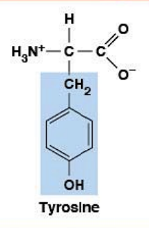 <ul><li><p><strong>Polar (aromatic) </strong>HYDROPHILIC</p></li><li><p><strong>R-group:</strong> phenol</p></li><li><p><strong>Phosphorylation site</strong>, UV absorbance</p></li></ul><p></p>