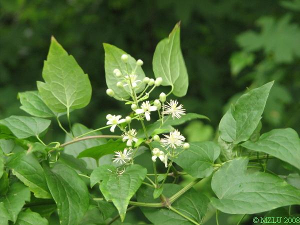 <p><span>plamének plotní</span></p>