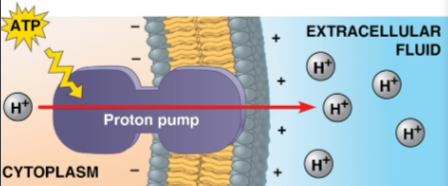 <p>Electrogenic pump</p>