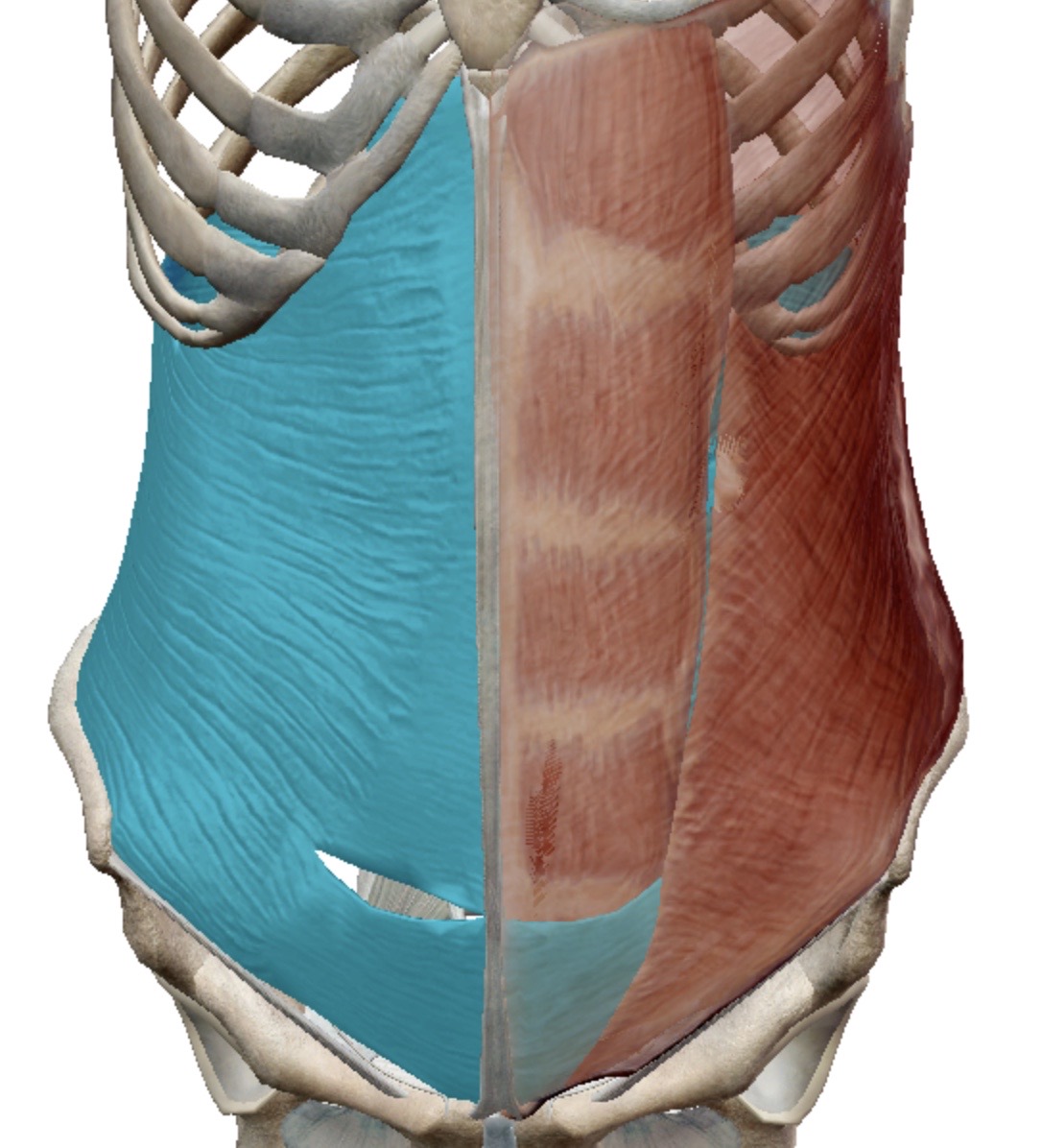 <p>Identify this muscle</p>