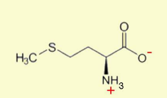 <p>Methionine </p>