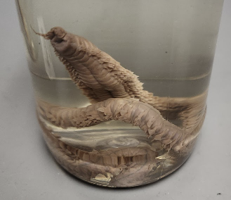 <p>What is in the jar?</p>