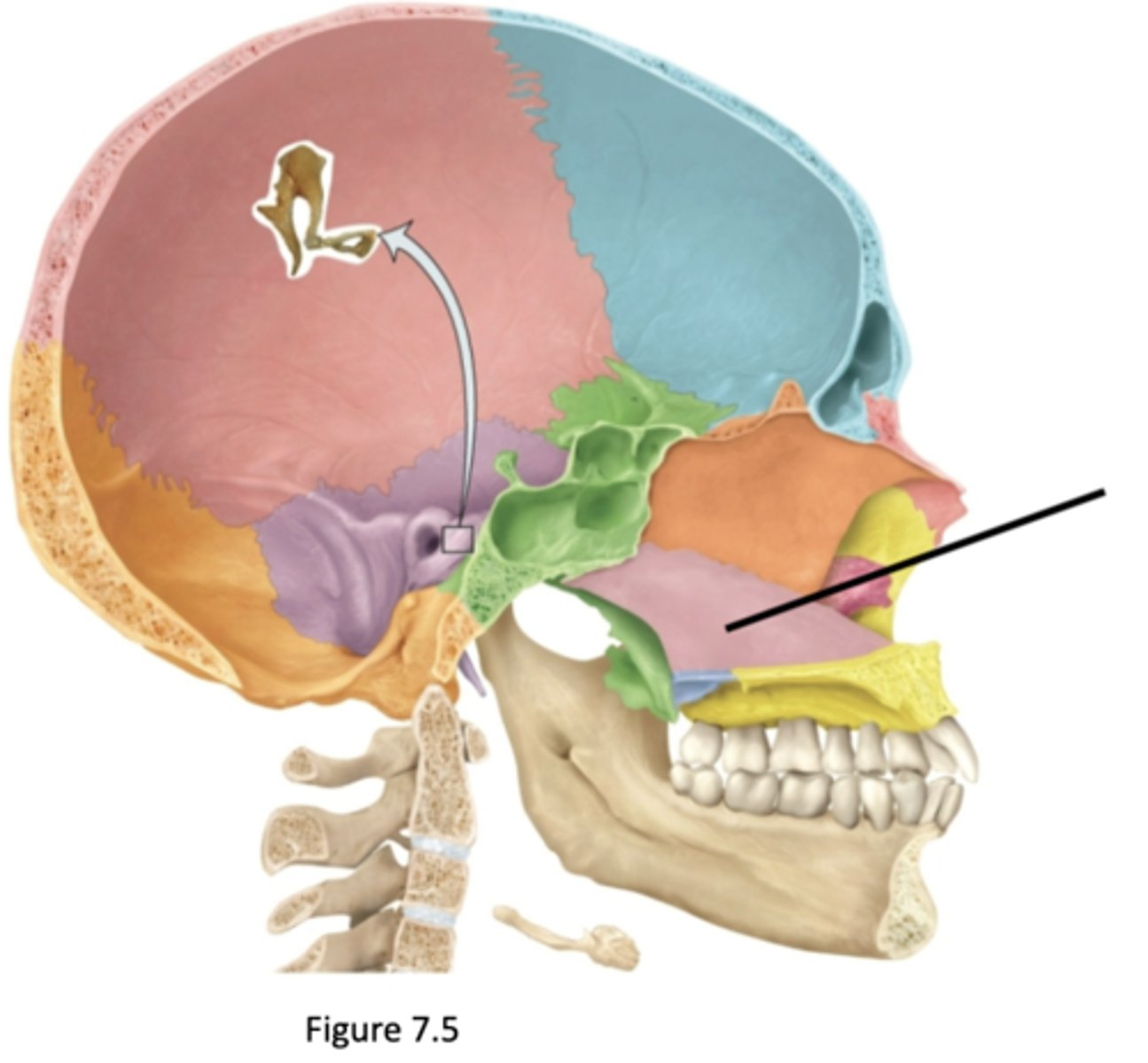 knowt flashcard image