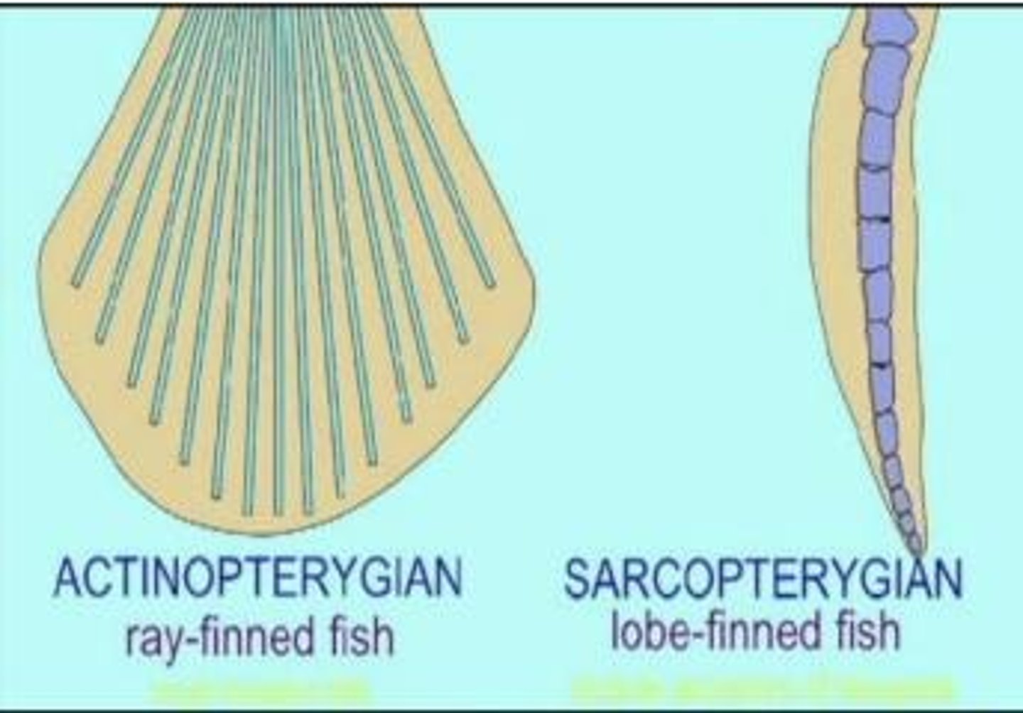 <p>Lobe-finned and Ray-finned fish.</p>