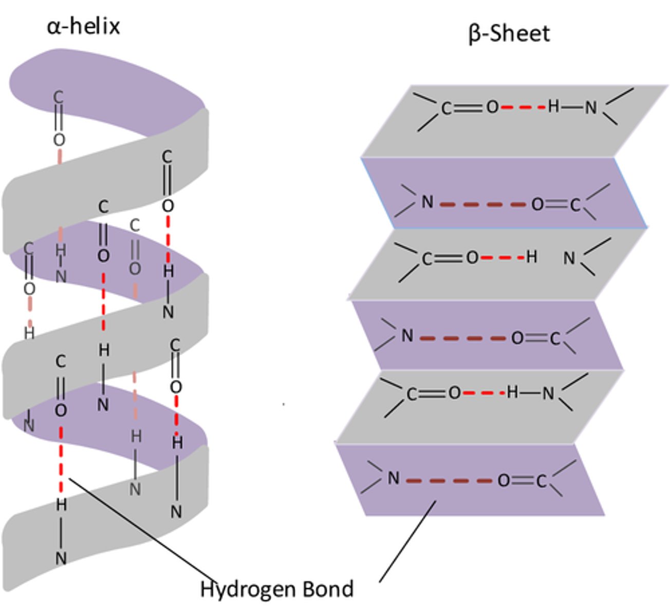 <p>- α-helix</p><p>- β-pleated sheet</p>