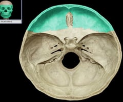 <p>Identify the bone.</p>