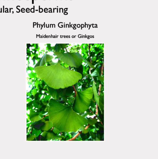 <p>phylum ginkgophyta</p>