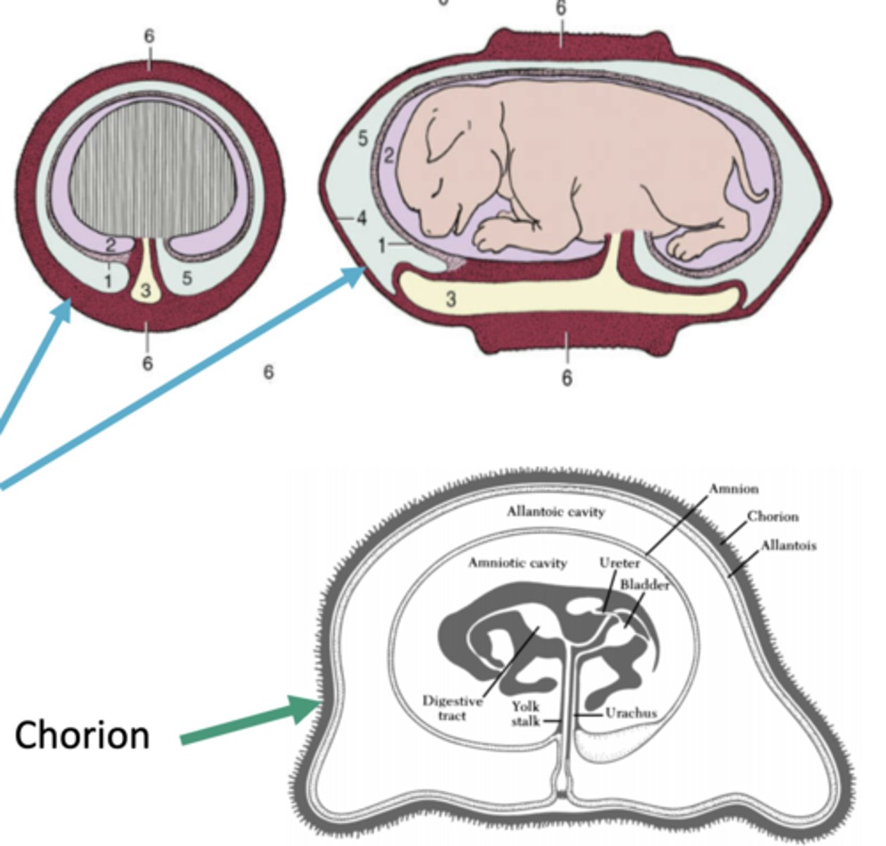 <p>chorion</p>
