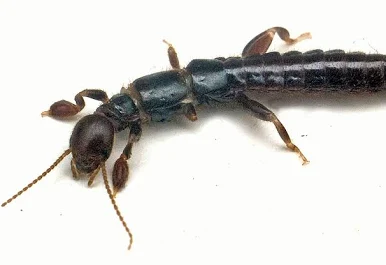 <p>Common name of order: Webspinners. Neopteran. Hemimetabolous.</p>