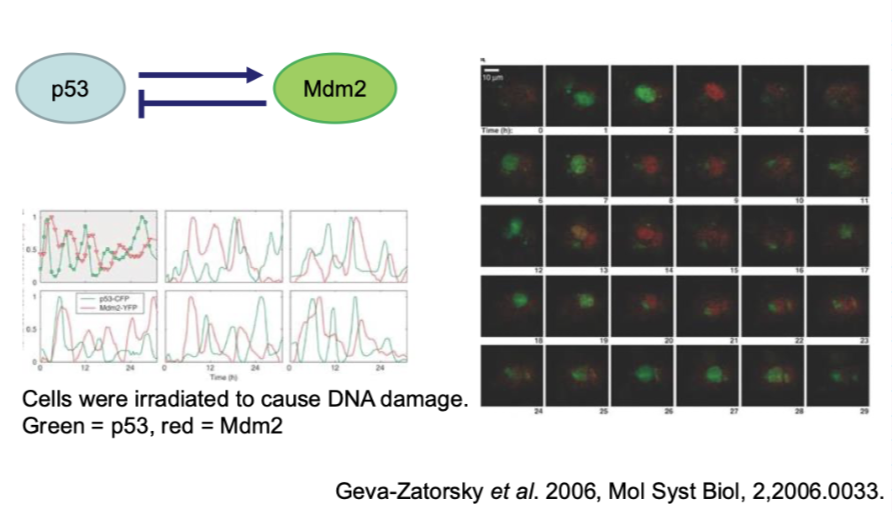 <p>fluorescence microscopy</p><p><span style="background-color: inherit; line-height: 22px; color: windowtext;"><span>In nucleus of one single cell</span></span><span style="line-height: 22px; color: windowtext;"><span> </span></span></p><ul><li><p class="Paragraph BCX0 SCXO238347171" style="text-align: left;"><span style="background-color: inherit; line-height: 22px; color: windowtext;"><span>Wave of one protein then the other</span></span><span style="line-height: 22px; color: windowtext;"><span> </span></span></p></li><li><p class="Paragraph BCX0 SCXO238347171" style="text-align: left;"><span style="background-color: inherit; line-height: 19.55px; color: windowtext;"><span>When one activated the other inactivated</span></span><span style="line-height: 19.55px; color: windowtext;"><span> </span></span></p></li></ul><p></p>