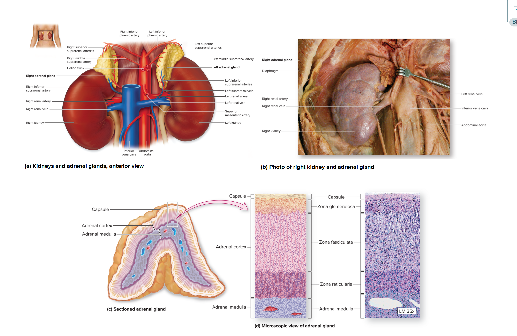 <p>Adrenal Glands (suprarenal): Adrenal Cortex</p>